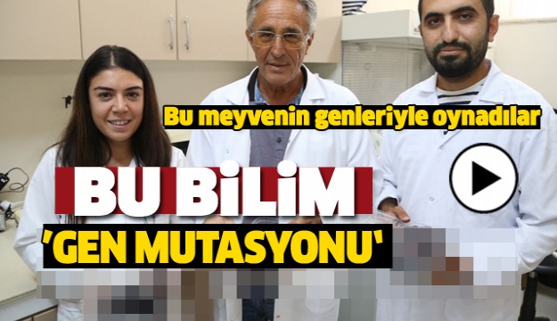 ISPARTA'DA O MEYVE GEN MUTASYONU TEKNİĞİ İLE DİKENSİZ HALE GETİRİLDİ