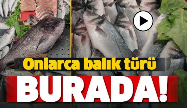 ISPARTA'DA ONLARCA TÜRDE BALIK ÇEŞİDİ BURADA