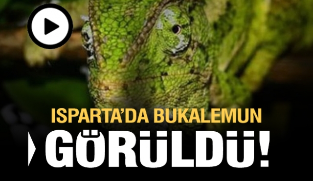 Isparta'da ormanda bukalemun görüldü