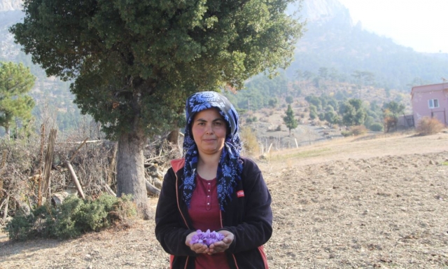 	
Isparta'da safranın kilosu 100 bin liradan satılıyor - En Son Haber