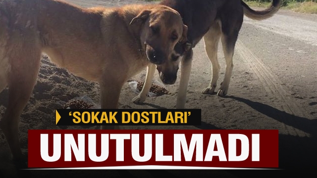 Isparta'da sokağa çıkma kısıtlamasında "sokak dostları" unutulmadı