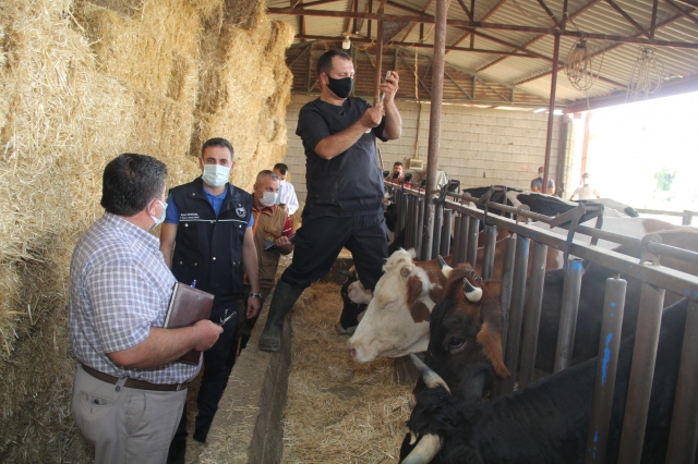 Isparta'da Sonbahar Şap Aşılama Programı Başladı