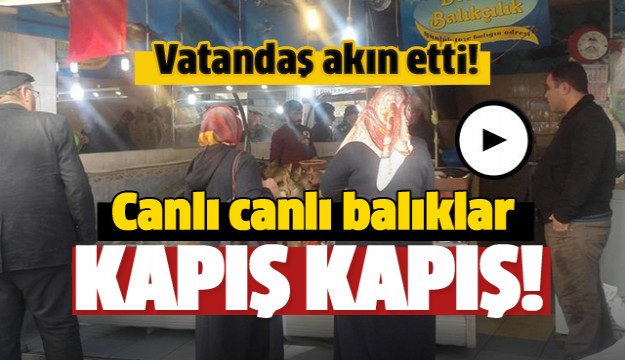 ISPARTA'DA TAPTAZE BALIKLAR DOSTLAR BALIKÇILIK'TA