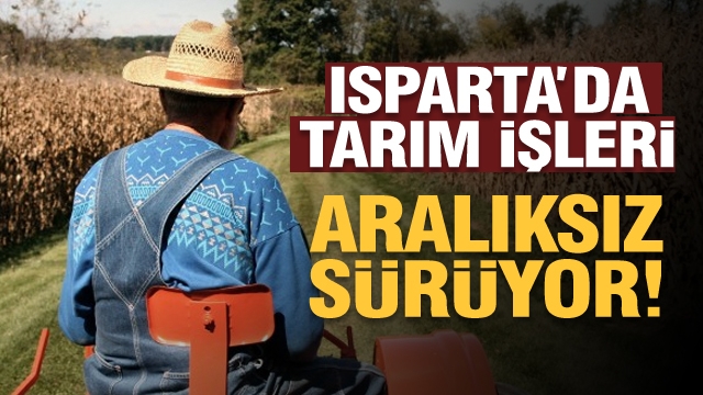 Isparta'da tarım işçilerinin çalışması aralıksız sürüyor!