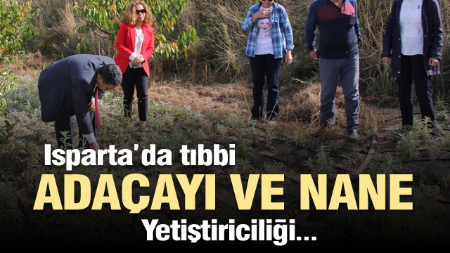 Isparta'da Tıbbi adaçayı ve Tıbbi nane yetiştiriciliği