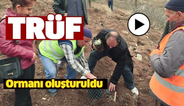 Isparta'da Trüf Ormanı Oluşturuldu