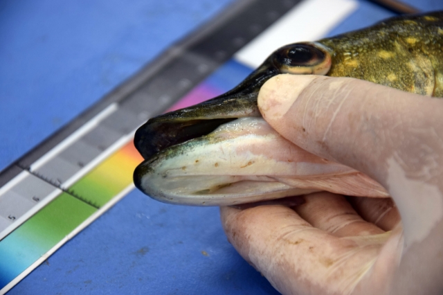 Isparta'da üretilen yerli balık türleri tescil ediliyor