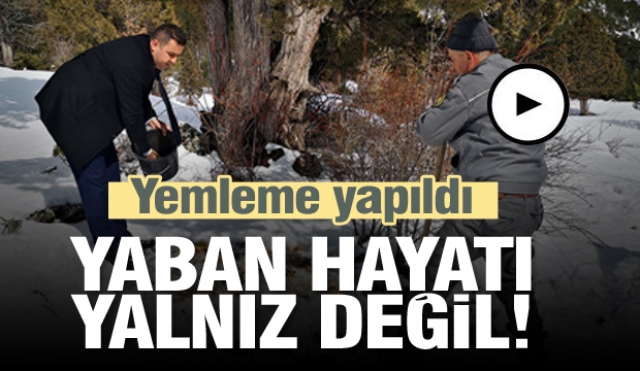 ISPARTA'DA YABAN HAYATI YALNIZ DEĞİL