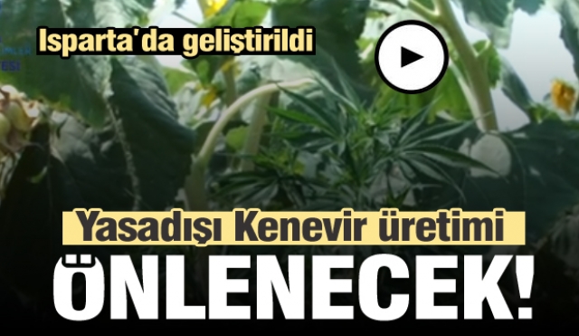 Isparta'da yasadışı kenevir üretimine karşı yöntem geliştirildi