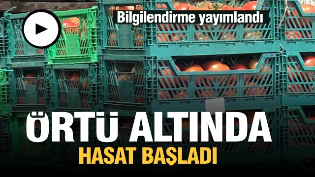 Isparta'da Yayla Şartlarında Örtü altı Yetiştiriciliğinde Hasat Başladı