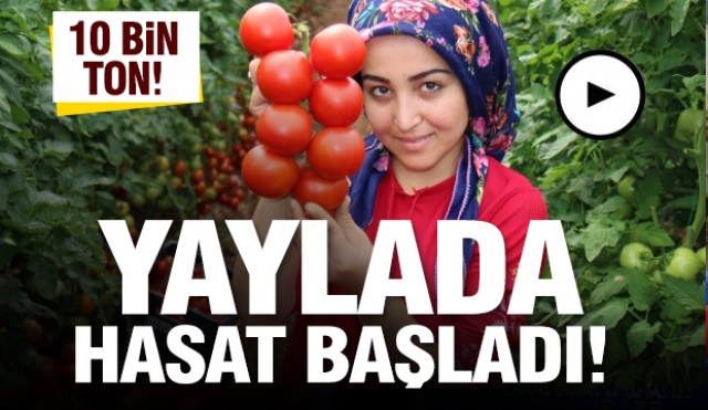 Isparta'da yaylalarda domates hasadı başladı