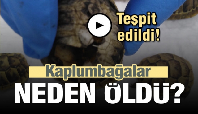 Isparta'daki kaplumbağaların neden öldüğü tespit edildi