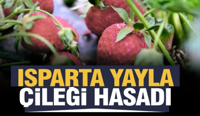 Isparta'nın eşsiz aromasıyla yayla çileği