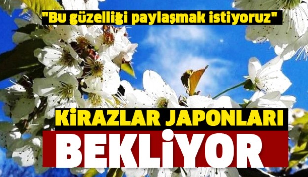 ISPARTA'NIN KİRAZLARI JAPONLARI BEKLİYOR!