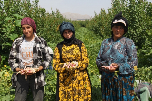 Isparta'nın Senirkent İlçesinde Barbunya Hasadı: Yüzler Gülüyor