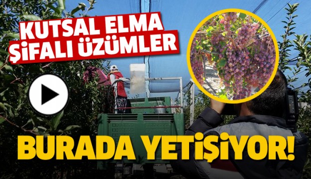 ISPARTA'NIN ŞİFALI MEYVELERİ BURADA YETİŞİYOR!