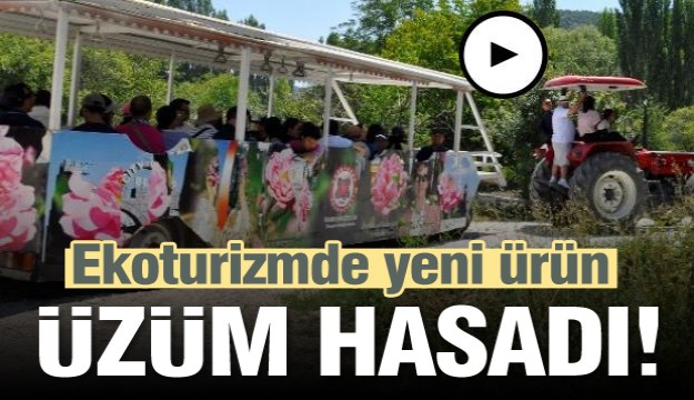 ISPARTA'YA ÜZÜM HASADI İÇİN GELİYORLAR!