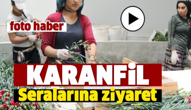 İŞTE ISPARTA'NIN KARANFİL ÜRETİCİLERİ