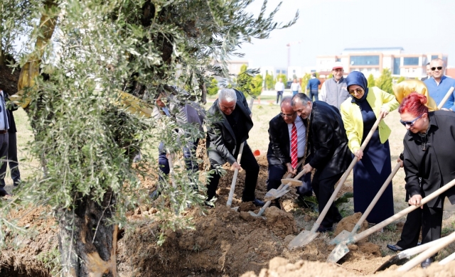 İSTE yerleşkesine 185 yaşında zeytin ağacı dikildi