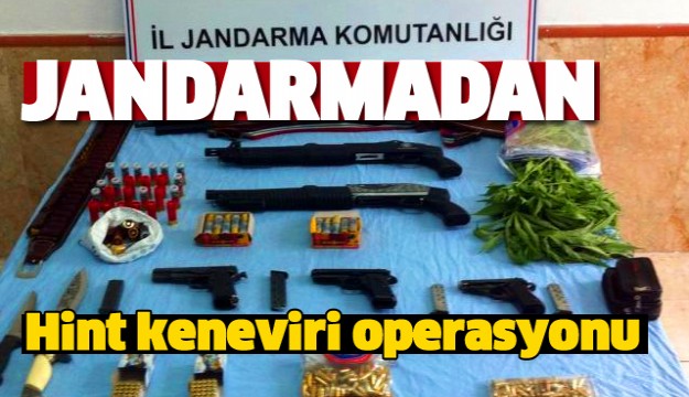 JANDARMADAN HİNT KENEVİRİ OPERASYONU