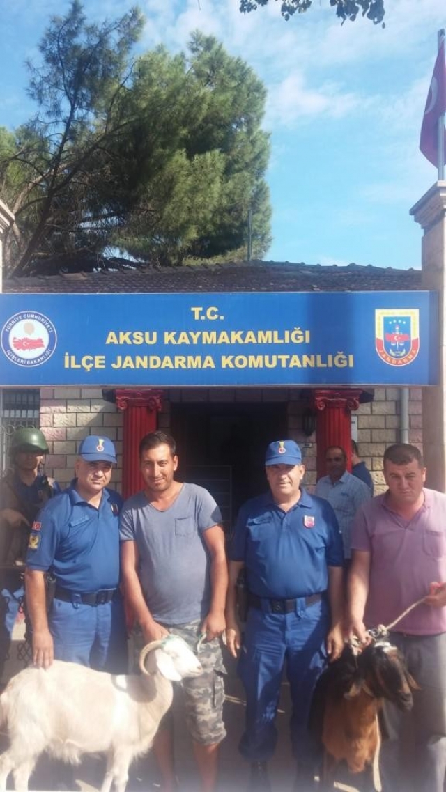 Jandarmadan iki keçi için film gibi operasyon 