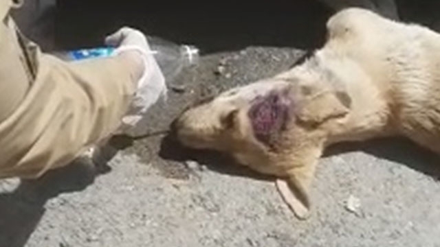 Kahramanmaraş'ta bekçilerden yaralı köpeğe şefkat eli