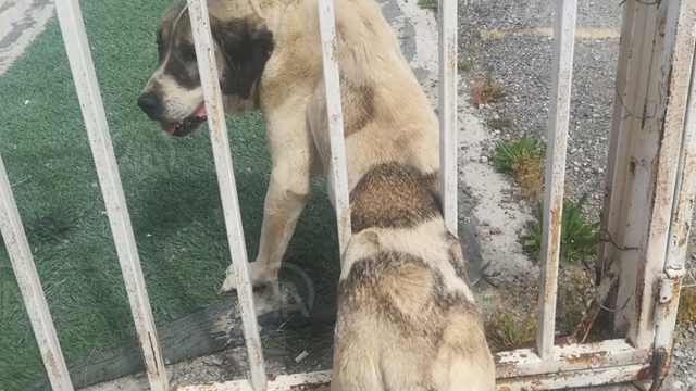 Kahramanmaraş'ta demir parmaklıklara sıkışan köpek kurtarıldı