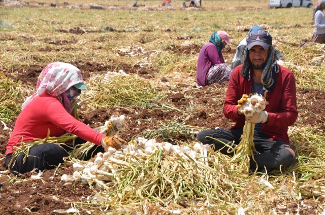 Kahramanmaraş'ta sarımsak hasadı başladı