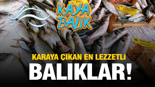 Karaya çıkan en lezzetli balıklar için Isparta'da Kaya Balık
