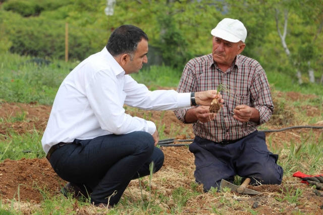 Kaymakam Çelik, Sorkuncak Köyünde İncelemelerde Bulundu