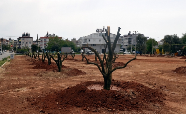 Kepez'de "Yeşil Seferberliği" projesi devam ediyor