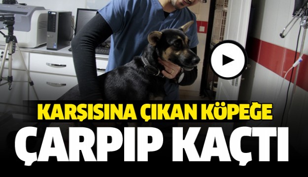  Köpeği ezen vicdansız sürücü kayıplara karıştı 