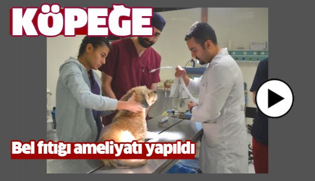 KÖPEK BEL FITIĞI AMELİYATI OLDU