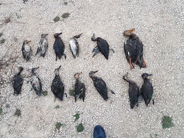 Korkuteli'nde yakalanan kaçak avcılara ceza yağdı 