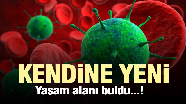 Koronavirüs kendine yeni bir yaşam alanı buldu!