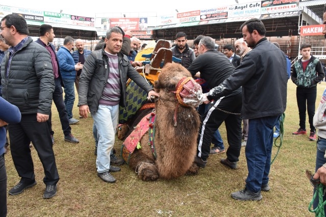 Kumluca'da develere havut giydirme töreni  