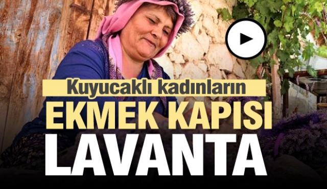 Kuyucaklı kadınların ekmek kapısı "lavanta" 