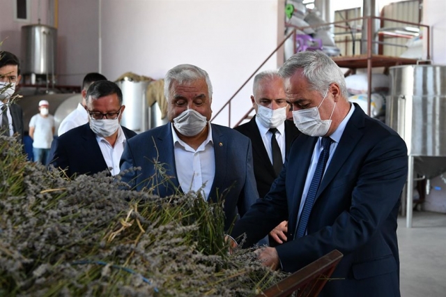 Lavanta Hasadı ve İşlenmesi Süreçleri İncelendi
