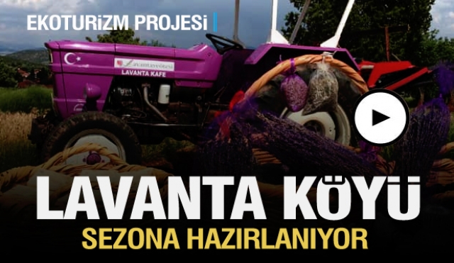 LAVANTA KOKULU KÖY KUYUCAK SEZONA HAZIRLANIYOR