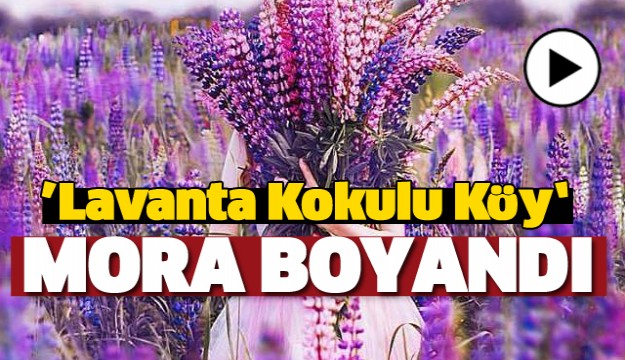 Lavanta Kokulu Köy Mora Boyandı