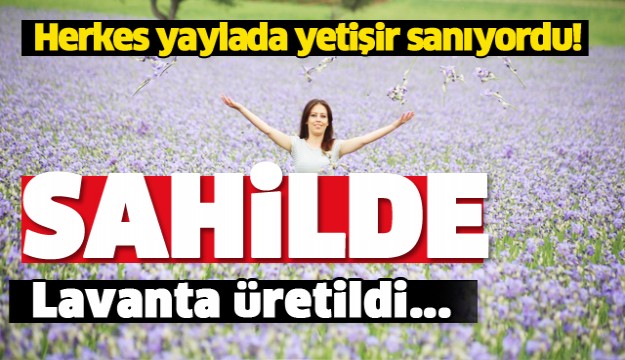 LAVANTAYI SAHİLDE YETİŞTİRMEYİ BAŞARDILAR!
