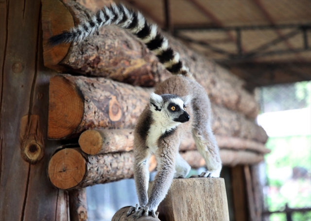  Lemurların sevimli halleri
