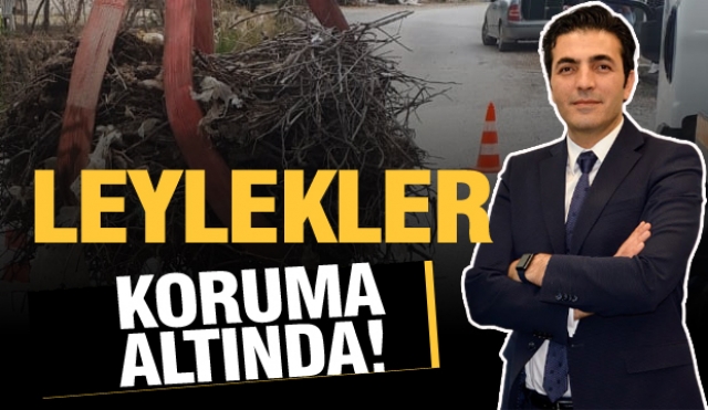 Leylekler koruma altında