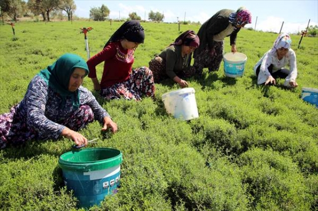 ​Lezzet ve şifa deposu zahter geçim kaynağı oldu