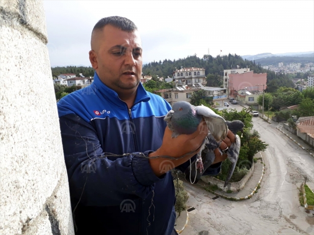 Mahsur kalan güvercini itfaiye kurtardı
