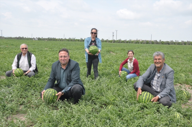 Mersin'de açık alanda ilk karpuz hasadı yapıldı