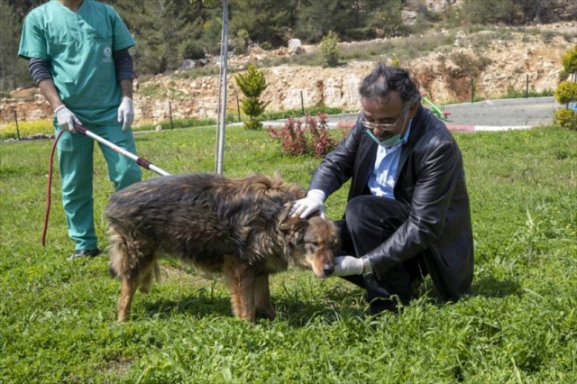 Mersin'de trafik kazasında bacağı kırılan köpek tedaviyle yeniden yürümeye başladı