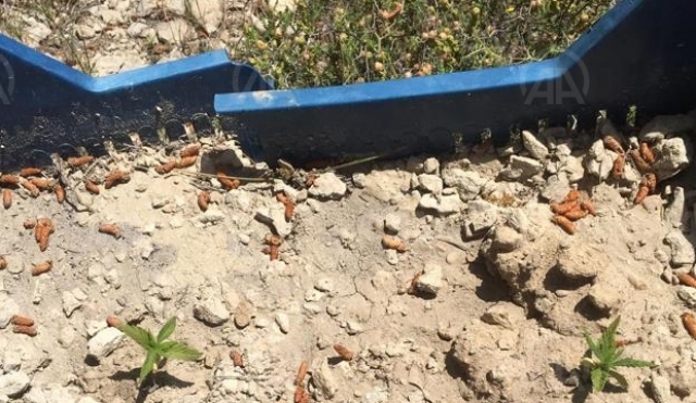 Mersin'de 55 kök Hint keneviri ele geçirildi