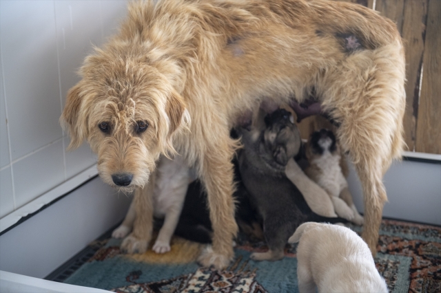 Mersin'de ağaç kökleri altında mahsur kalan köpek ve 7 yavrusu kurtarıldı