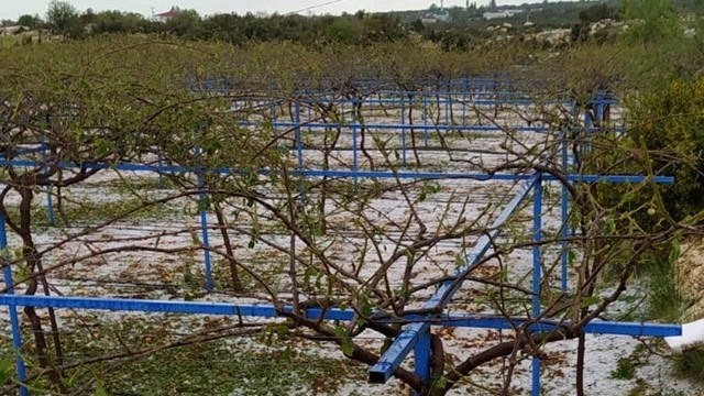 Mersin'de etkili olan dolu tarım alanlarına zarar verdi